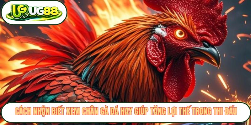 Cách nhận biết xem chân gà đá hay giúp tăng lợi thế trong thi đấu Cách nhận biết xem chân gà đá hay giúp tăng lợi thế trong thi đấu