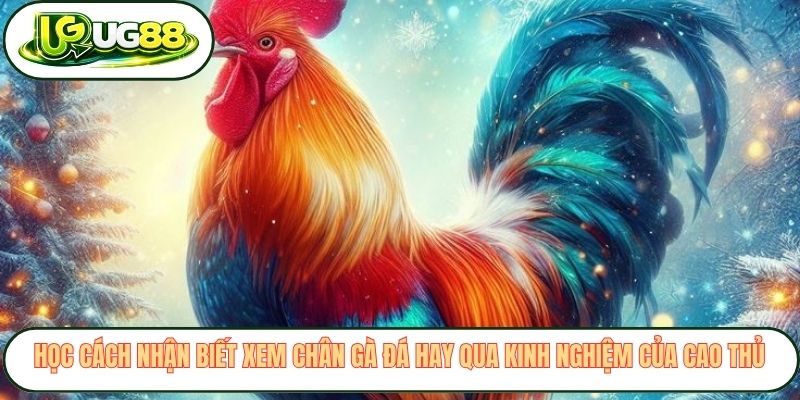 Học cách nhận biết xem chân gà đá hay qua kinh nghiệm của cao thủ Học cách nhận biết xem chân gà đá hay qua kinh nghiệm của cao thủ