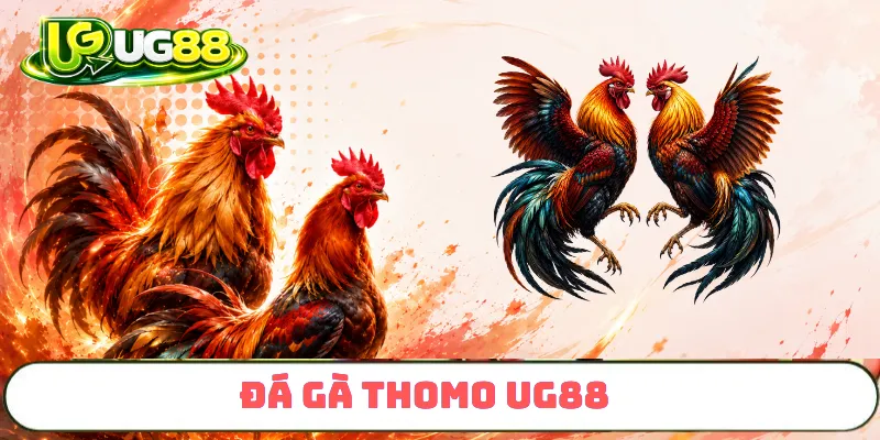 Đá Gà Thomo trực tuyến Đá Gà Thomo trực tuyến